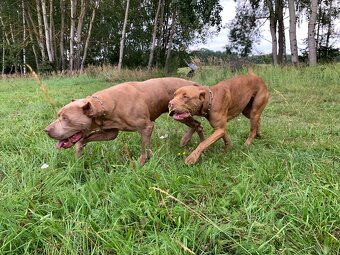 Bandog šteniatka - 12