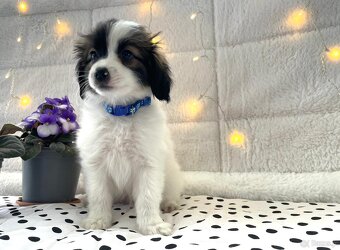 spaniel kontynentalny miniaturowy, phalene, nie papillon - 12