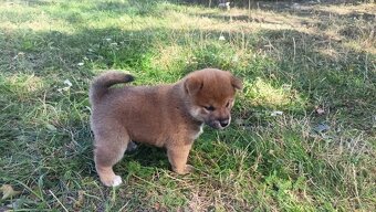 Dwoje szczeniąt Shiba Inu ur.07.08.2026r. - 12