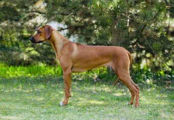Rhodesian Ridgeback s pp - 12