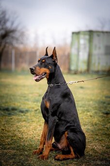 NIEBIESKIE KOPIOWANE SZCZENIĘTA DOBERMANA Z RODOWODEM FCI - 12