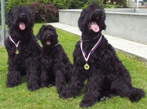 Czarny terier rosyjski - szczeniak - 12