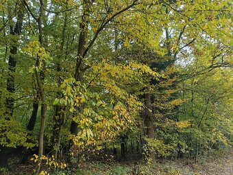 Lipnica Dolna - 7 hektarów 33 ary - 12