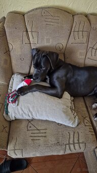 Cane Corso suka 14 miesięcy - 12