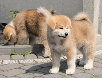 Akita Inu Akita japońska ZKWP FCI po Championie - 12