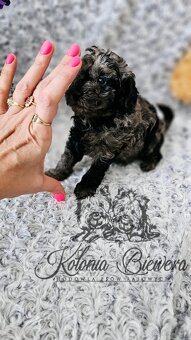 Pudel Toy/Miniaturowy Blue Merle adania Genetyczne Paszport - 12