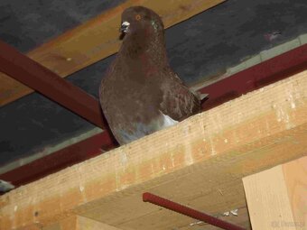 sprzedam gołębie - 12