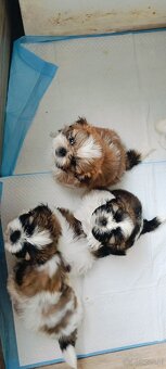 Shih tzu - 12