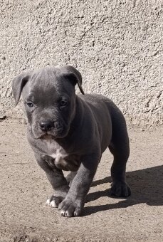 American Bully Standard - 12