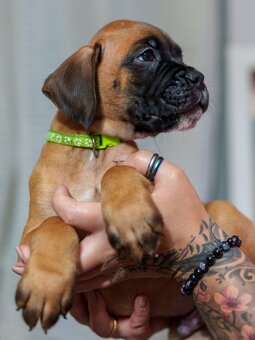Boxer szczeniak rodowód bokser - 12