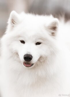 Samojed z FCI/PP – urodzone szczenięta z wyjątkowego skojarz - 12