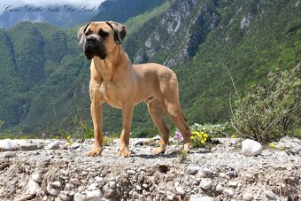 Cane Corso Suka z rodowodem FCI - 12