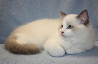 RAGDOLL koťátka: - 12