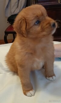 Nova Scotia Duck Tolling Retriever - szczeniaki - 12