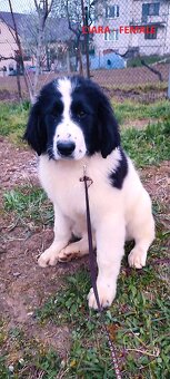LANDSEER - 12