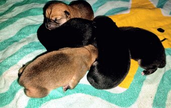 Shiba Inu + Nowy miot + Rezerwacja szczeniąt - 12