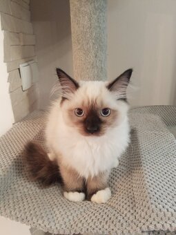 Kocurek Ragdoll LATTE FPL - 12