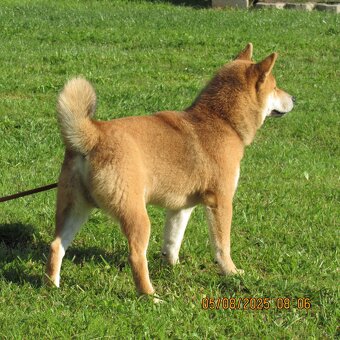 Shiba Inu - najstarszy w miocie czerwony piesek - 12