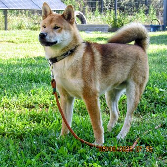 Shiba Inu, czerwony piesek mocno czernią przyprószony - 12