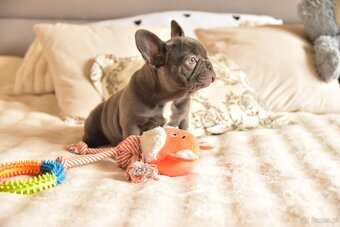 Buldog francuski sunia lilac - 12