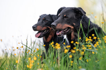 Beauceron - Owczarek francuski z rodowodem - 12