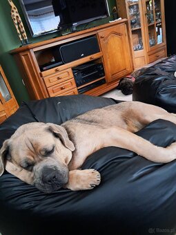 Urocze Cane Corso - 12