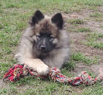 Wilczy szpic / Keeshond polecam rodowodowe szczenieta - 12