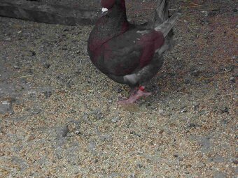 sprzedam gołębie - 12