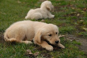 Golden Retriever - 12