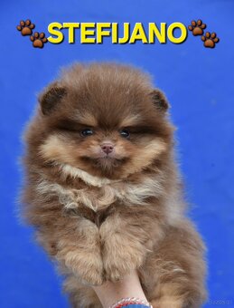 Pomeranian Boo – Szczenięta w kolorze CHOCOLATE & TAN | NOWO - 12