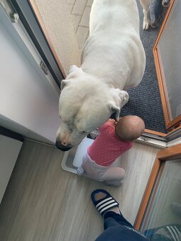 Dog Argentyński z PP, szczenięta dogo argentino  REZERWACJE - 12