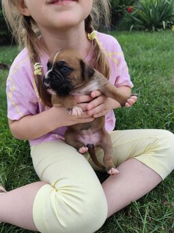 Bokser szczenięta - hodowla Bokser Love - 12