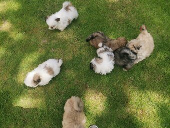 Pekińczyk Pekińczyki Nie Shih Tzu - 12