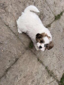 Szczeniaki shih tzu - 12