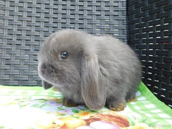 Niebieskie baranki mini lop - 12