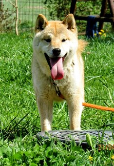 Shiba Inu, dziesięciomiesięczny, czerwony piesek - 12