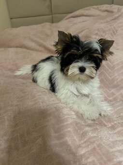 Suczka Biewer Yorkshire Terrier FCI / ZKwP - 12