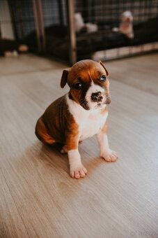 Szczenięta amstaff - 12