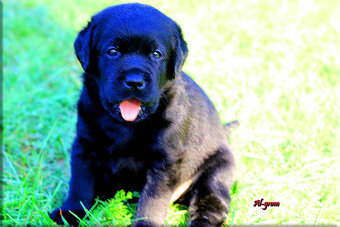 Labrador retriever czarne szczenięta - 12