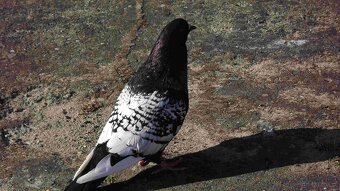 sprzedam gołębie - 12