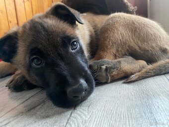 Owczarek belgijski - 12