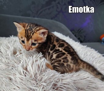 Kotka bengalskie z rodowodem - 12
