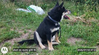 SHIBA INU czteromiesięczny szczeniaczek - 12