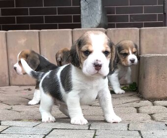 Beagle / Bigle - szczenięta rodowodowe ZKwP / FCI po Champio - 12