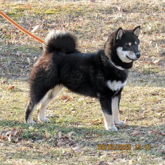 Shiba Inu, dziesięciomiesięczna suczka, czarna-podpalana - 12