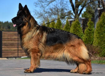 Owczarek niemiecki długowłosy ZKwP FCI - 12