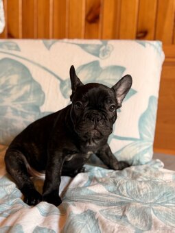 Buldog francuski gotowe do odbioru - 12