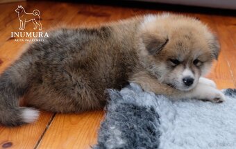 Akita Inu akita japońska szczenięta - 12