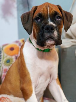 Bokser szczeniaki - 12