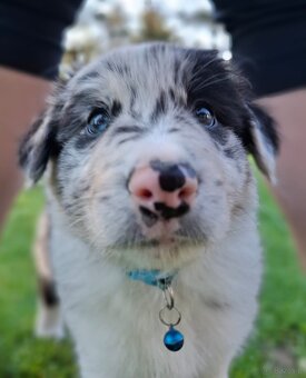 Border Collie czarno biała i Blue Merle - 12